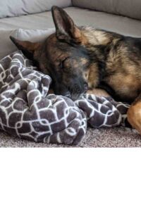 German shepherd dog for adoption