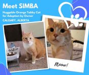 Photo Collage Of Simba, An Orange Tabby Cat For Adoption In Calgary AB