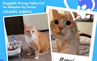 Huggable orange tabby cat for adoption in calgary alberta ab – meet sweet simba