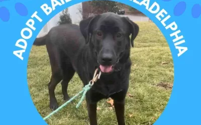 1 black labrador retriever german shepherd mix sheprador dog for adoption in bryn mawr pennsylvania – meet bailey