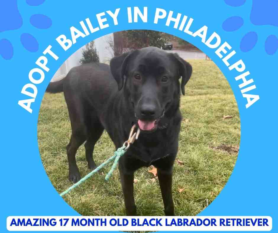pHOTO OF BAILEY, A black Labrador retriever dog for adoption in philadelphia