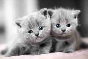 Photo of a pair of cute gray kittens, possibly russian blue kittens.