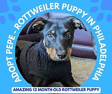 Photo Of Pepe The Rottweiler Dog For Adoption In Philadephia PA - Showing Him As A 4 Month Old Puppy.