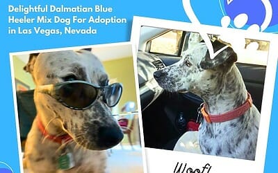 Dalmatian blue heeler mix dog for adoption in las vegas, nevada – meet dot