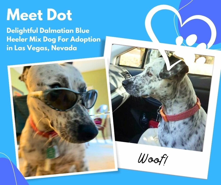 Collage photo of Dot, a Dalmatian Australian Cattle Dog (Blue Heeler) mix dog for adoption in Las Vegas, Nevada.