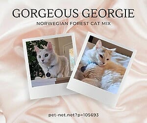 Precious mix norwegian forest cat for adoption in tucson arizona az – adopt georgie