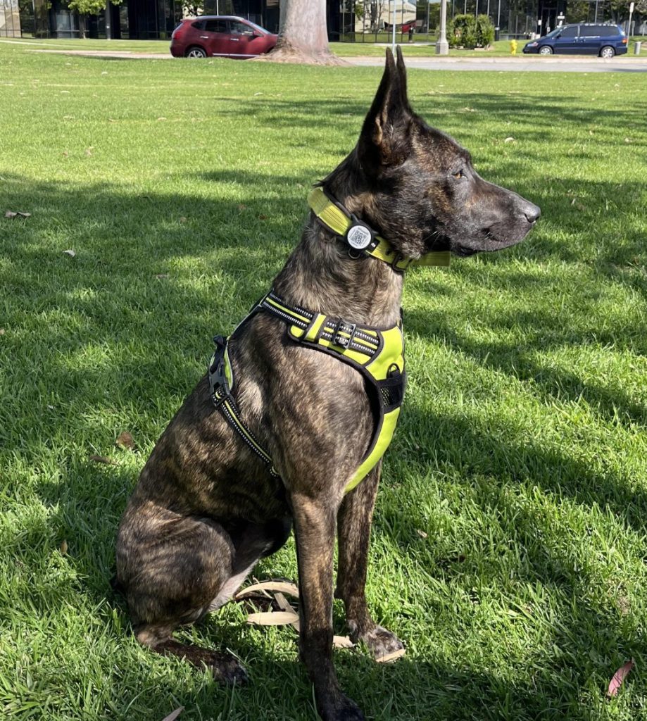 dog for adoption in santa fe springs ca
