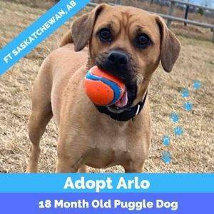 1 year old Puggle dog for adoption in fort saskatchewan ab