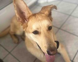Pk yellow labrador retriever mix dog for adoption in edmonton ab