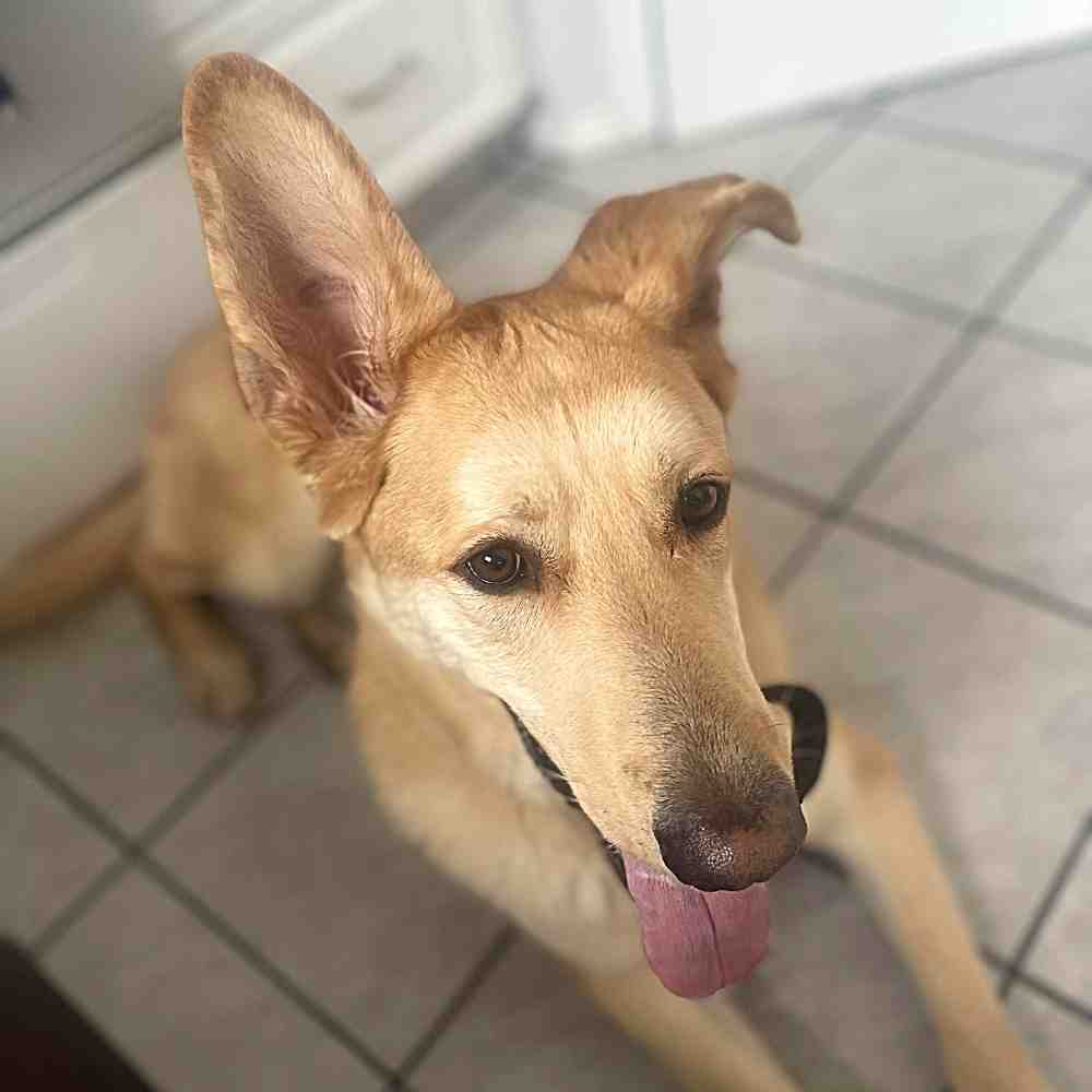 Pk yellow labrador retriever mix dog for adoption in edmonton ab