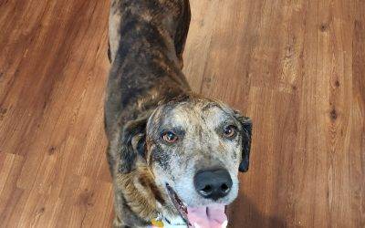 Catahoula dog for adoption in houston tx – adopt shelby