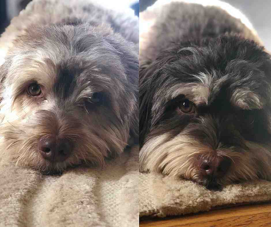 Two havanese dogs look lovingly at the camera.