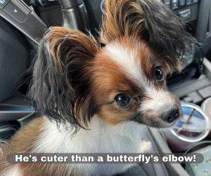 Papillon dog for adoption in springfield oregon seattle washington