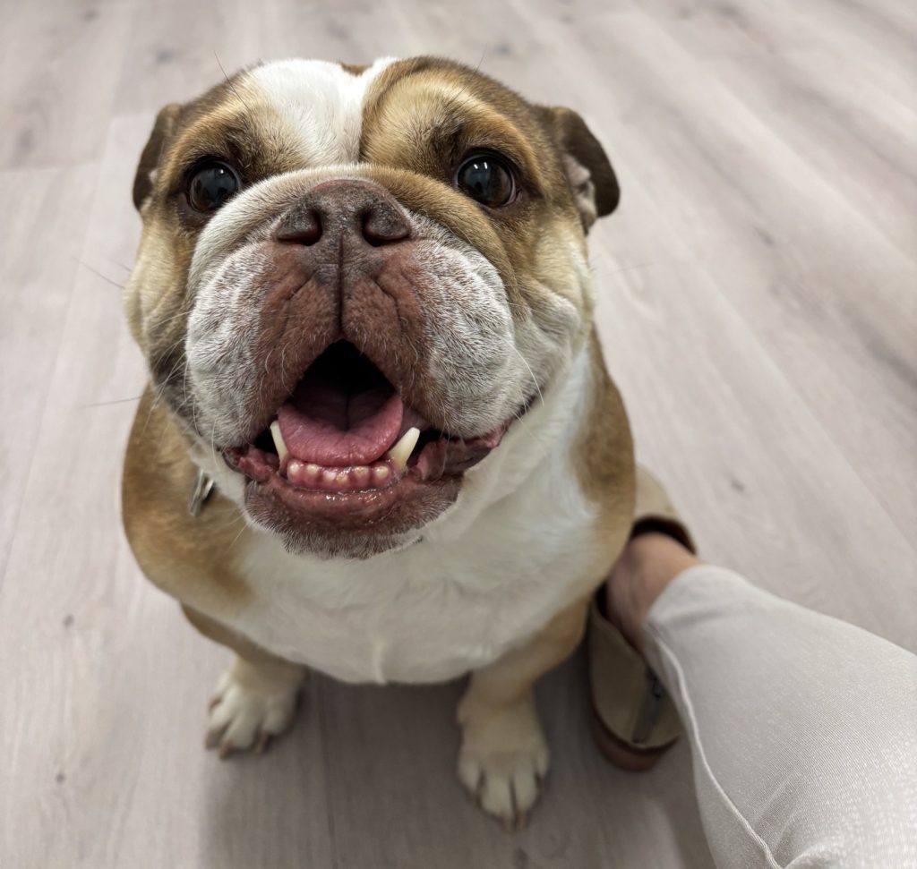 Adorable English Bulldog for Adoption in Golden Colorado – Meet Moana