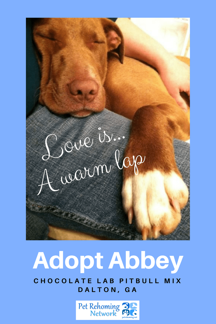 Abbey is a gorgeous female chocolate labrador retriever pitbull mix. She is 5 years old, fixed, healthy, up to date on shots and house broken. She is looking for a very loving home with people who will cherish her. She is best suited as an only pet in a home with children older than 8. Text abbey to (888) 833-2128 or email adoptabbey@dog-lover. Us. Vet records and supplies will be included.