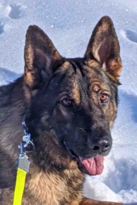 german shepherd dog for adoption