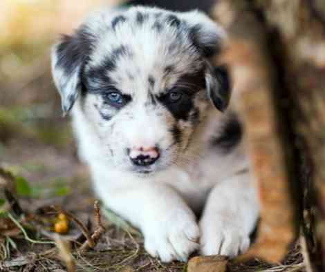 merle border collie puppy