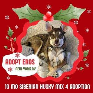 10 mo siberian husky mix puppy adoption new york ny