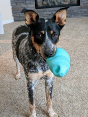 Australian Cattle Dog Blue Heeler Puppy For Adoption In Calgary