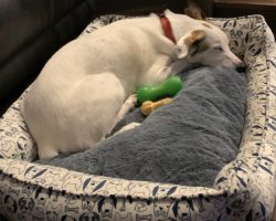 Dog for adoption in st catharines on