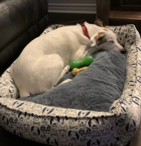 dog for adoption in st catharines on Photo dog for adoption in st catharines on