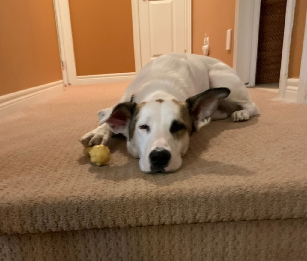 Affectionate collie australian cattle dog mix for adoption in st. Catharines, ontario – meet spotty