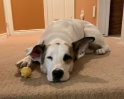 Dog for adoption in st catharines on