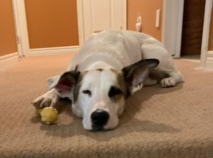 Dog For Adoption In St Catharines On Photo Dog for adoption in st catharines on
