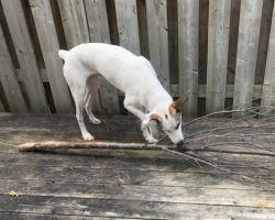 Dog for adoption in st catharines on