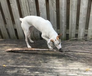 Dog For Adoption In St Catharines On Photo Dog for adoption in st catharines on