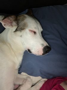 dog for adoption in st catharines on Photo dog for adoption in st catharines on