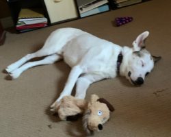 Dog for adoption in st catharines on