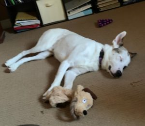 dog for adoption in st catharines on Photo dog for adoption in st catharines on