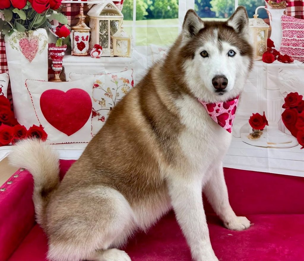large breed dogs for adoption Photo Delightful Siberian Husky Dog For Adoption in Tucson AZ – Meet Racie