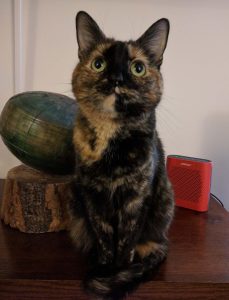 Gorgeous tortoiseshell cat for adoption in washington dc gaithersburg md