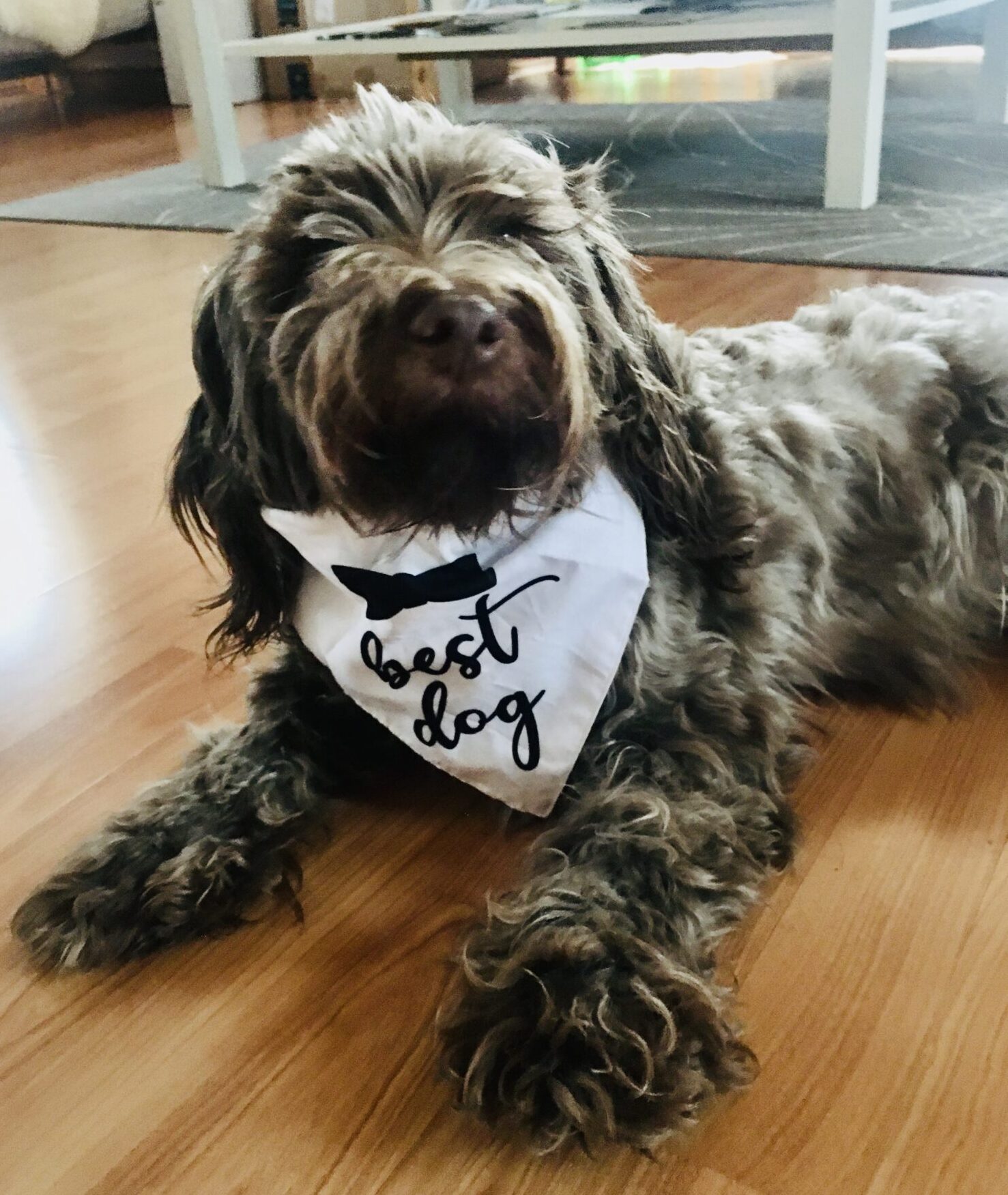 1 Gorgeous Cocoa Miniature Labradoodle Dog for Adoption in Calgary – Meet Sophie