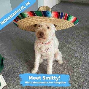 Miniature Labradoodle For Adoption in Indianapolis Indiana