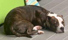 American Pit Bull Terrier Adoption New Orleans