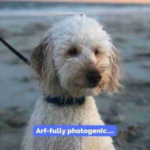 Miniature Labradoodle For Adoption in Indianapolis Indiana