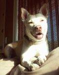 Sativa - Wolf Hybrid Dog For Adoption Kingman AZ