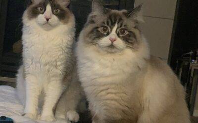 Stunning Ragdoll Cat Brothers For Adoption in Sherwood Park (Edmonton) AB – Supplies Included – Adopt Teddy and Leo