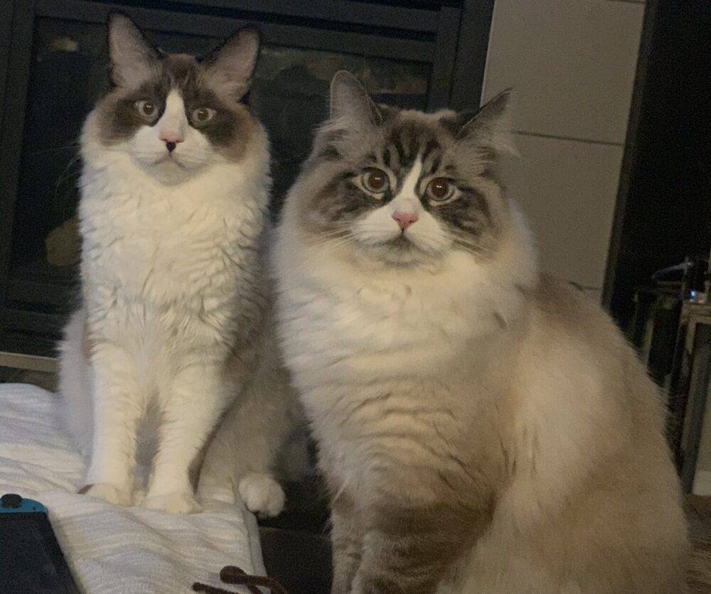 Ragdoll Cat Brothers, Teddy and Leo for adoption in Sherwood Park AB
