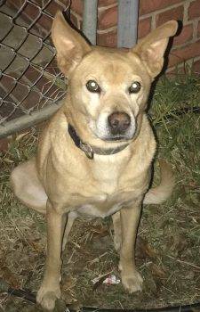 Yellow Labrador Retriever German Shepherd Mix Dog For Adoption In Columbus GA