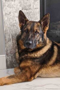 german shepherd dog for adoption