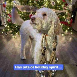 Miniature Labradoodle For Adoption in Indianapolis Indiana