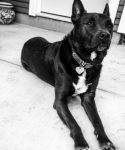 Ari - Australian Kelpie Mix Dog For Adoption In Sacramento CA