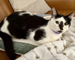 Miller, a black and white bicolor kitten for adoption in san antonio texas, rests comfortably on soft bedding.