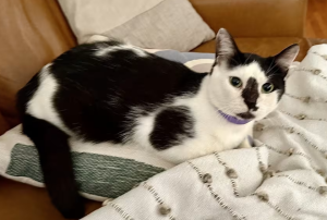 cat for adoption in san antonio Photo Miller, a black and white bicolor kitten for adoption in San Antonio Texas, rests comfortably on soft bedding.