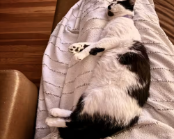 Miller, a black and white bicolor kitten for adoption in san antonio texas, rests comfortably on soft bedding.