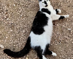 Miller, a black and white bicolor kitten for adoption in san antonio texas, lays comically on a gravel driveway